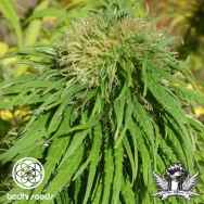 Bodhi Seeds Ethiopian Highland